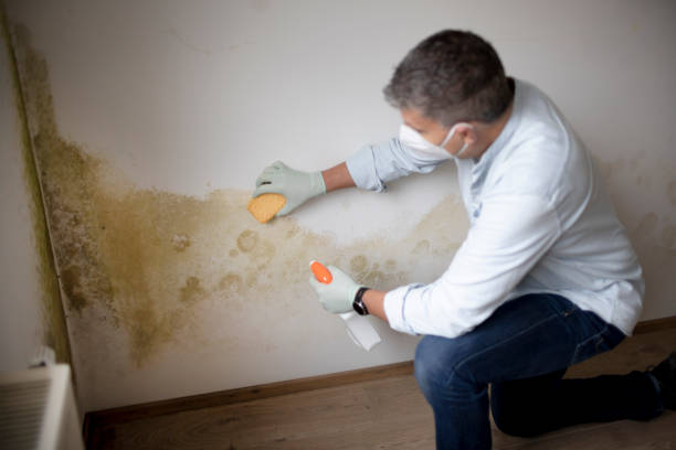 Best Commercial Mold Inspection  in Morton, PA