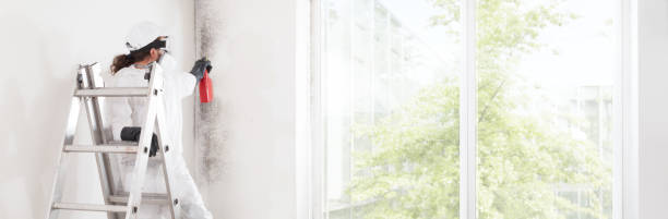 Reliable Morton, PA Mold Removal Solutions